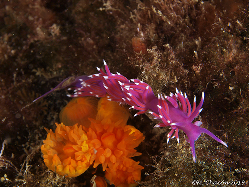 Coryphelle mauve