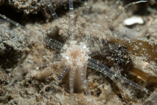 Edwardsia claparedii