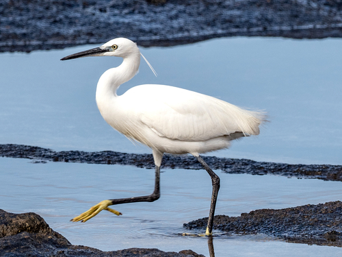 Aigrette garzette