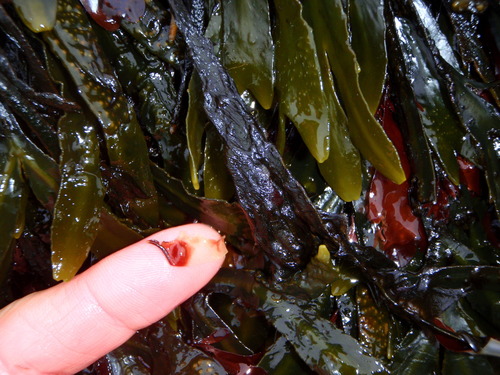 Elachista fucicola