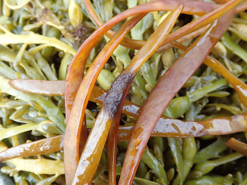 Elachista scutulata