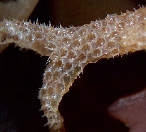 Electra pilosa