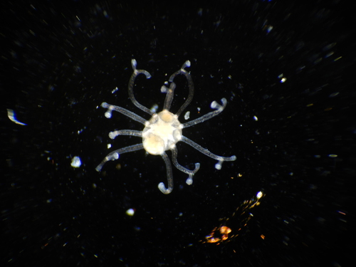 Eleutheria claparedii