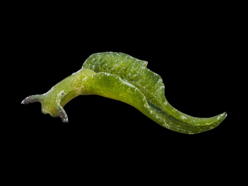 Elysia viridis