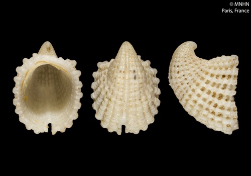 Emarginula rosea