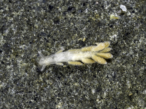 Embletonia pulchra