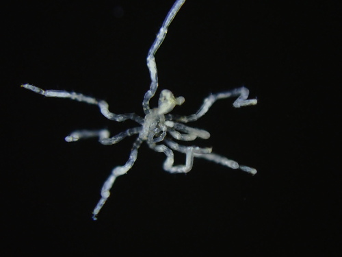 Endeis spinosa