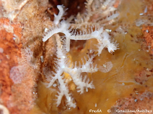 Entalophoroecia deflexa