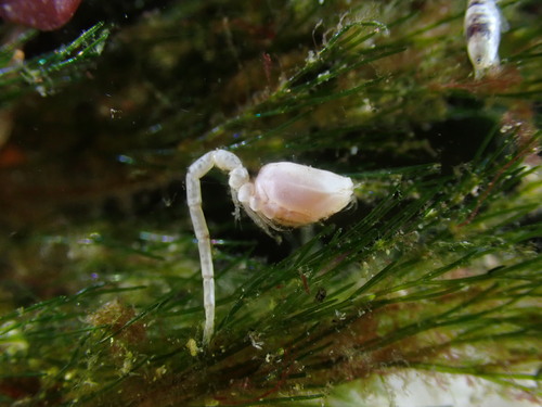 Eocuma dollfusi