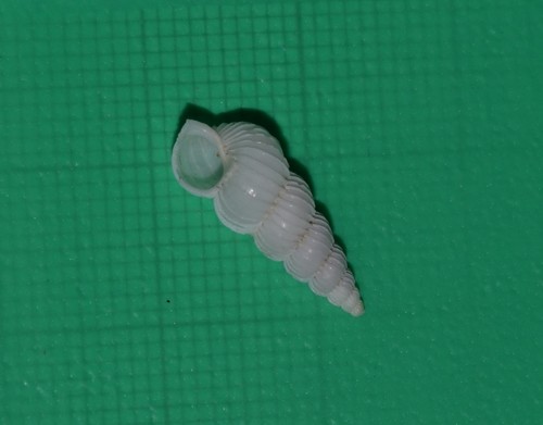 Epitonium clathratulum