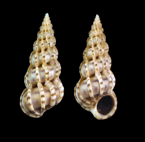 Scalaire