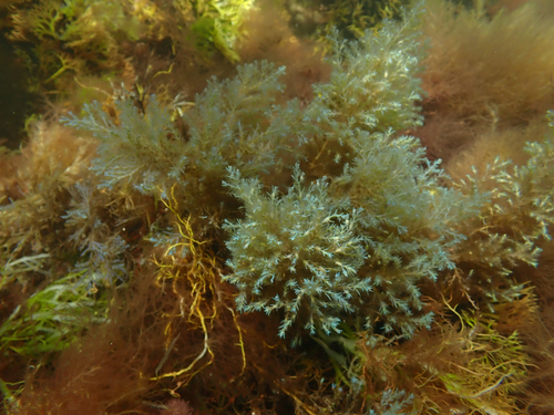 Ericaria selaginoides