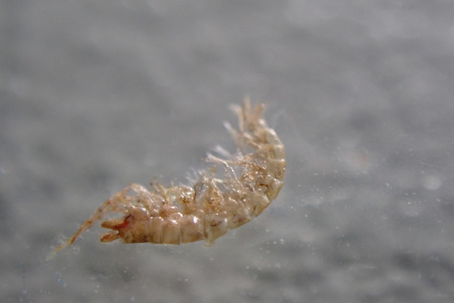Ericthonius difformis