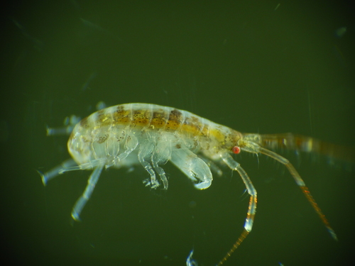 Ericthonius punctatus
