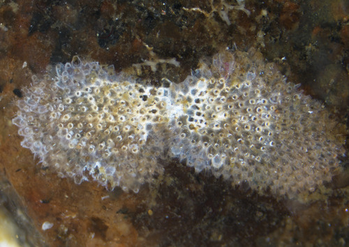Escharella immersa