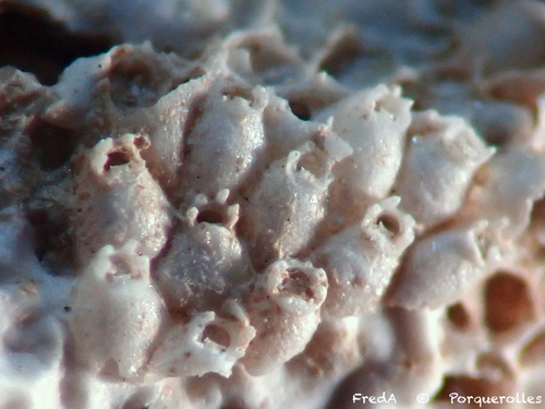 Escharella ventricosa