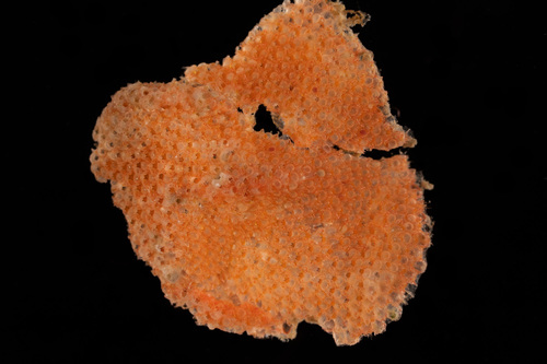 Escharoides coccinea