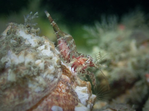 Eualus cranchii
