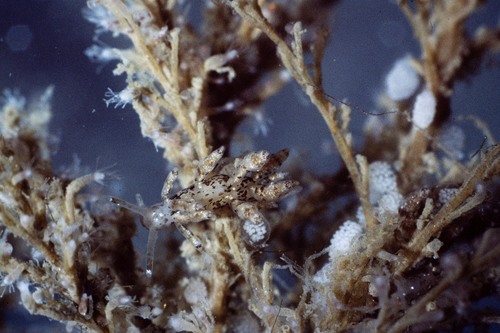 Eubranchus exiguus