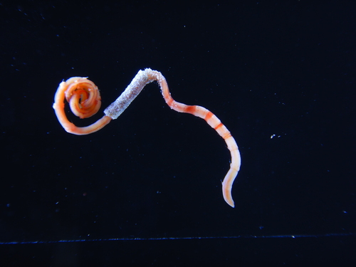Euclymene lombricoides