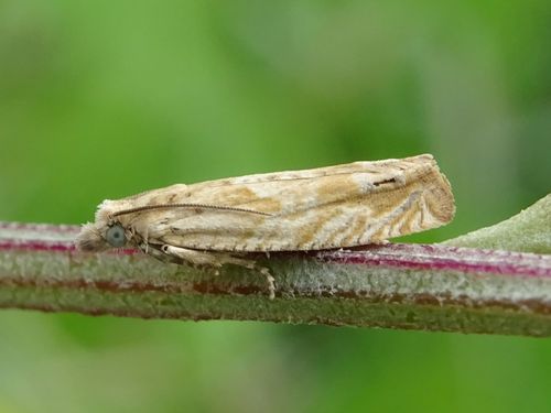 Eucosma tripoliana