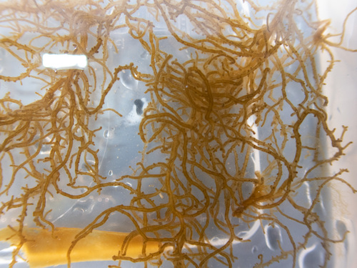 Eudesme virescens