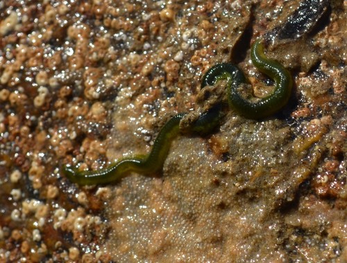 Eulalia clavigera