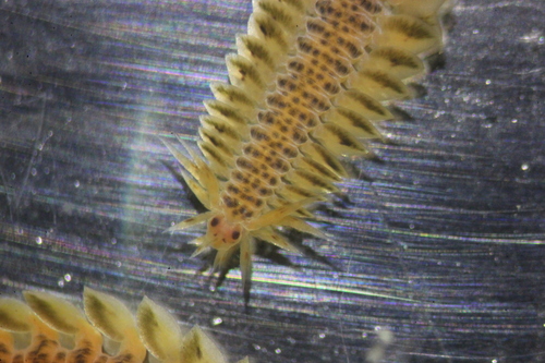 Eumida punctifera