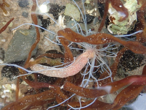 Eupolymnia nebulosa
