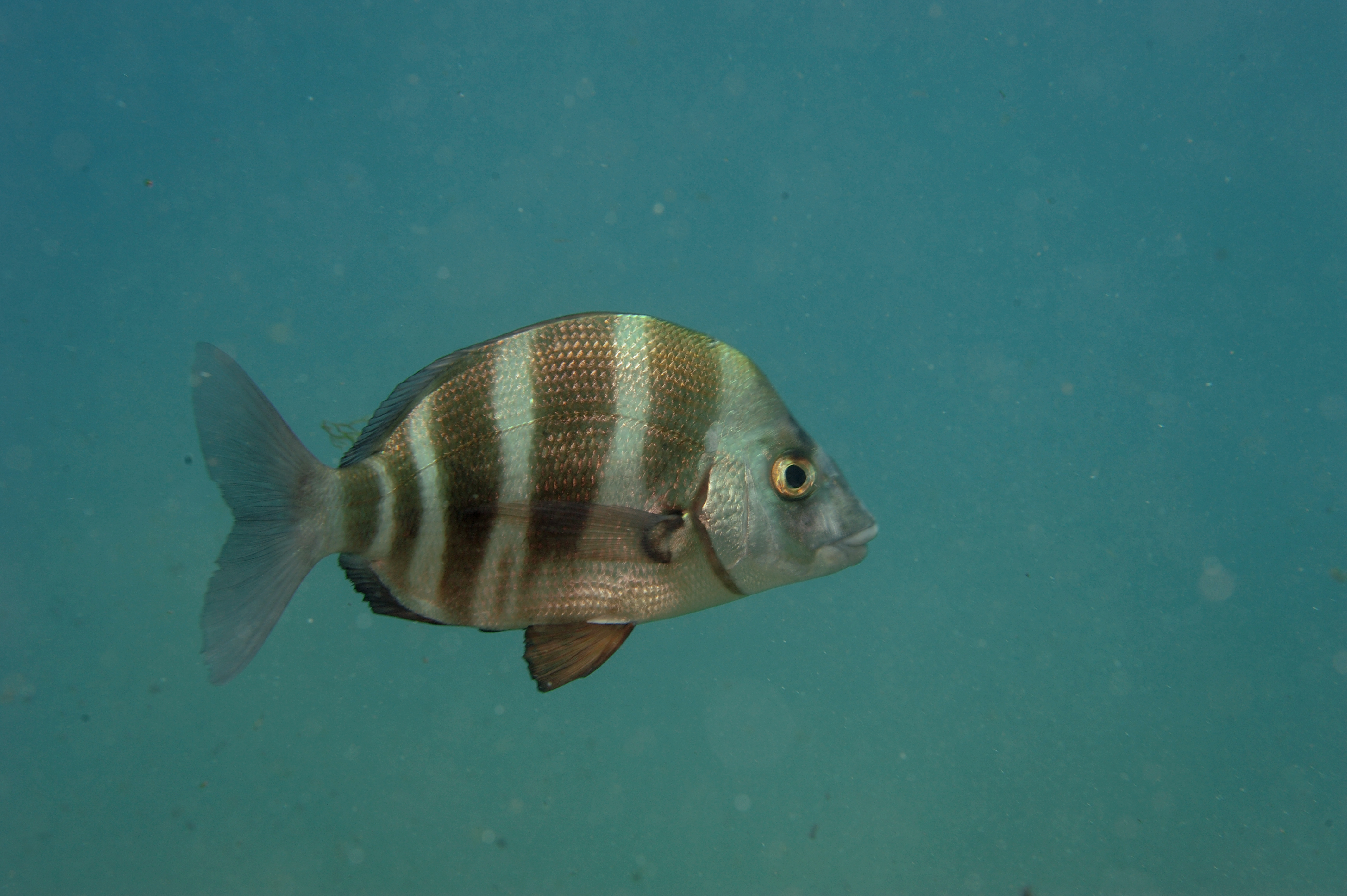 Sar à grosses lèvres