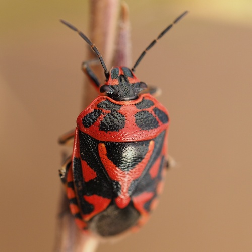 Eurydema ornata