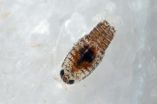 Eurydice affinis