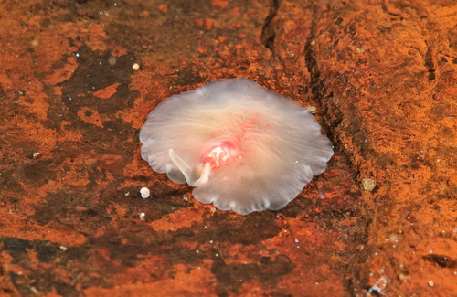 Eurylepta cornuta