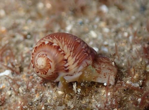 Euspira nitida