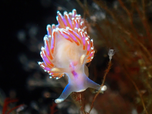 Facelina auriculata
