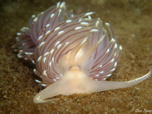 Facelina bostoniensis