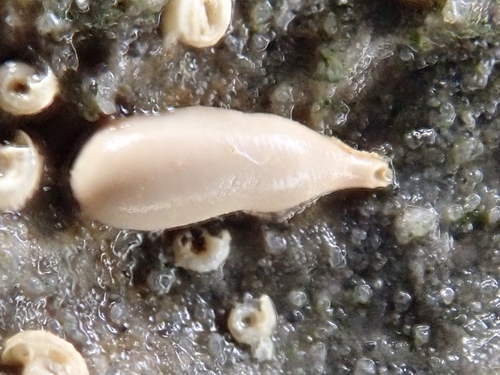 Fecampia erythrocephala