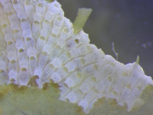 Fenestrulina delicia