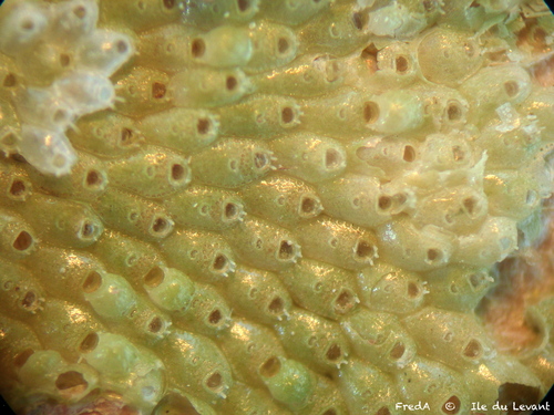 Fenestrulina malusii