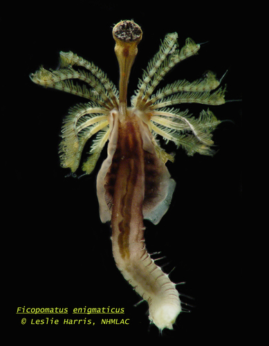 Ficopomatus enigmaticus