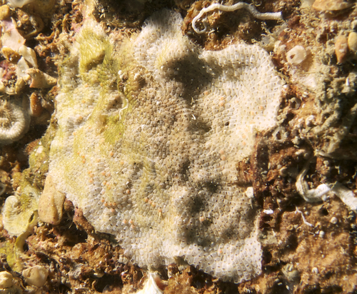 Figularia figularis