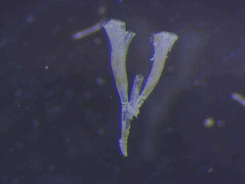 Filicrisia geniculata
