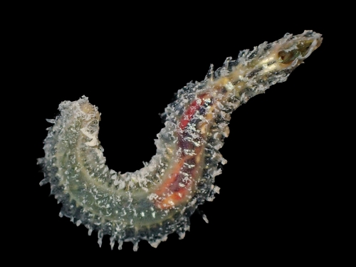 Flabelligera affinis