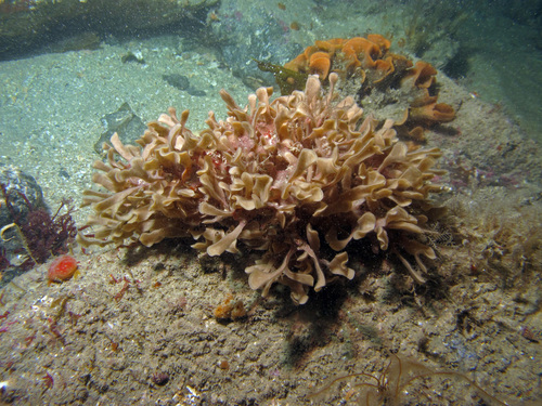 Flustra foliacea