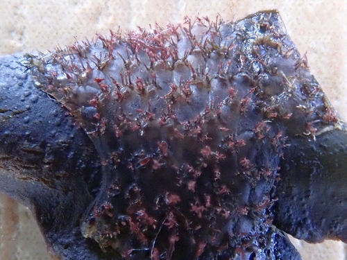 Flustrellidra hispida