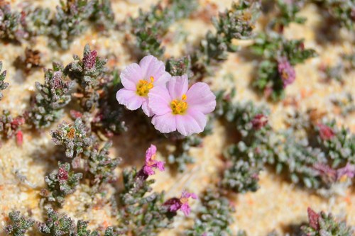 Frankenia laevis