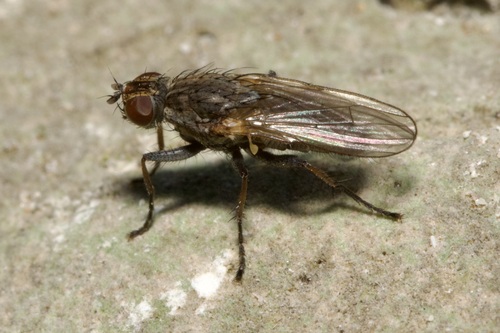 Fucellia tergina