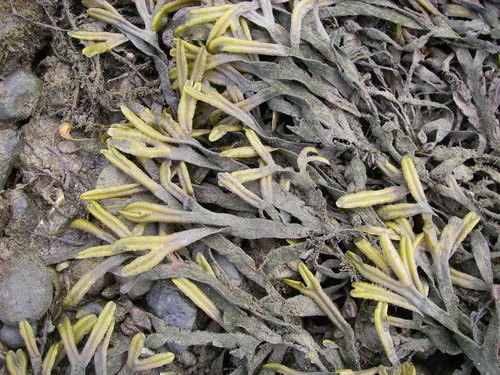 Fucus ceranoides