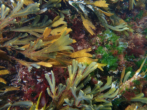 Fucus denté