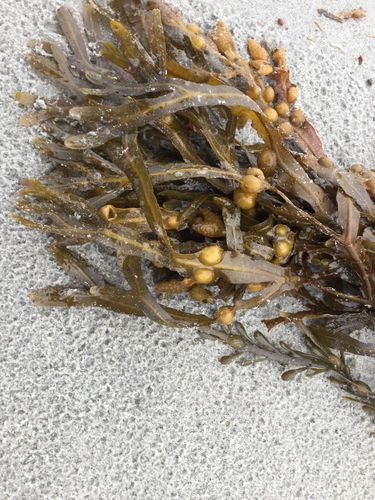 Fucus vésiculeux